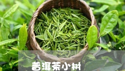 普洱茶小树 /2023031627371